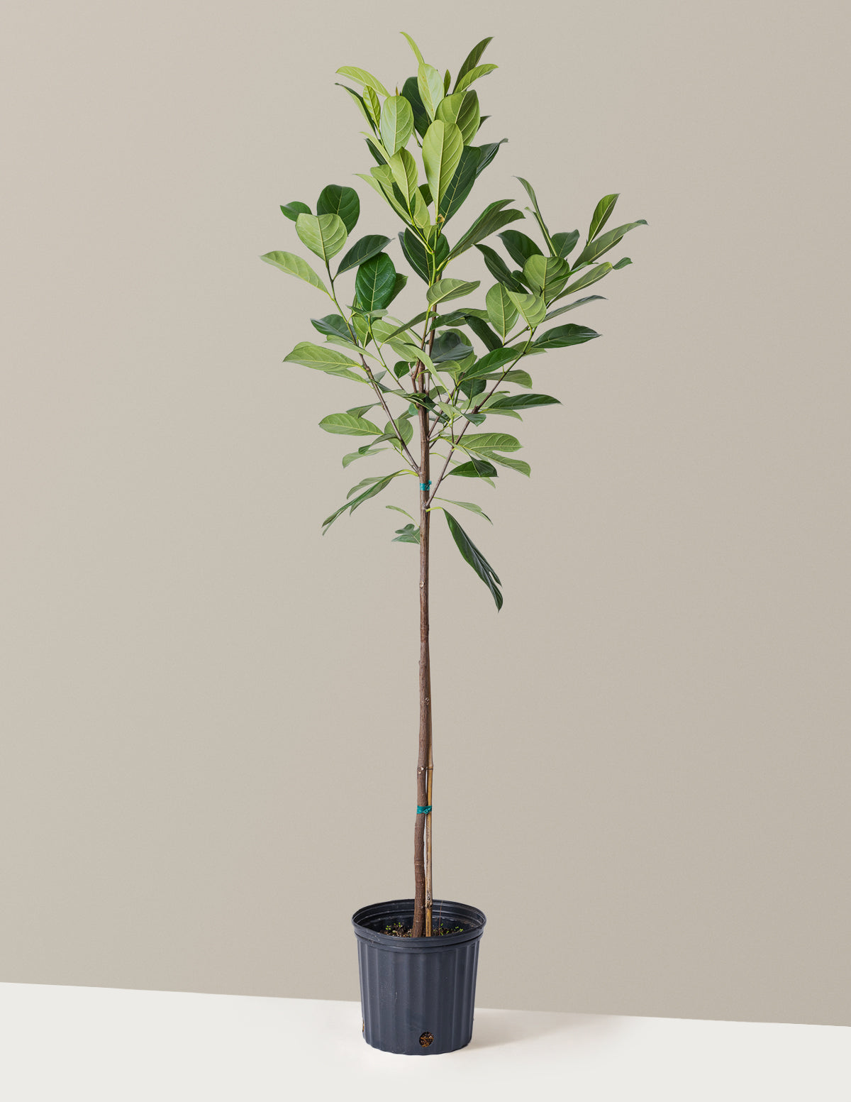 bundle | 3 Gallon | Grow Pot