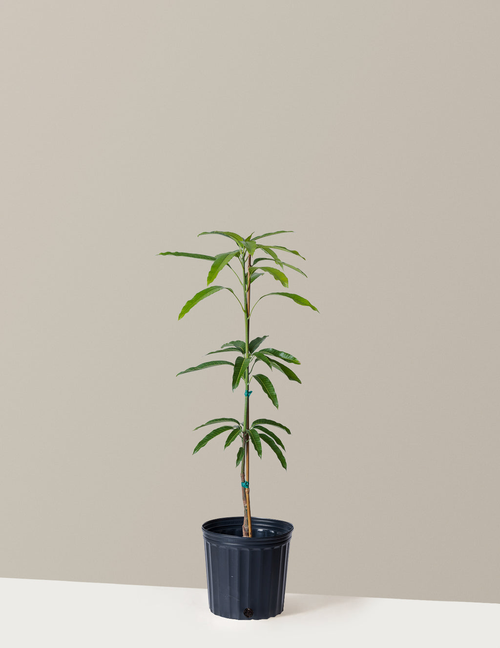 bundle | 3 Gallon | Grow Pot