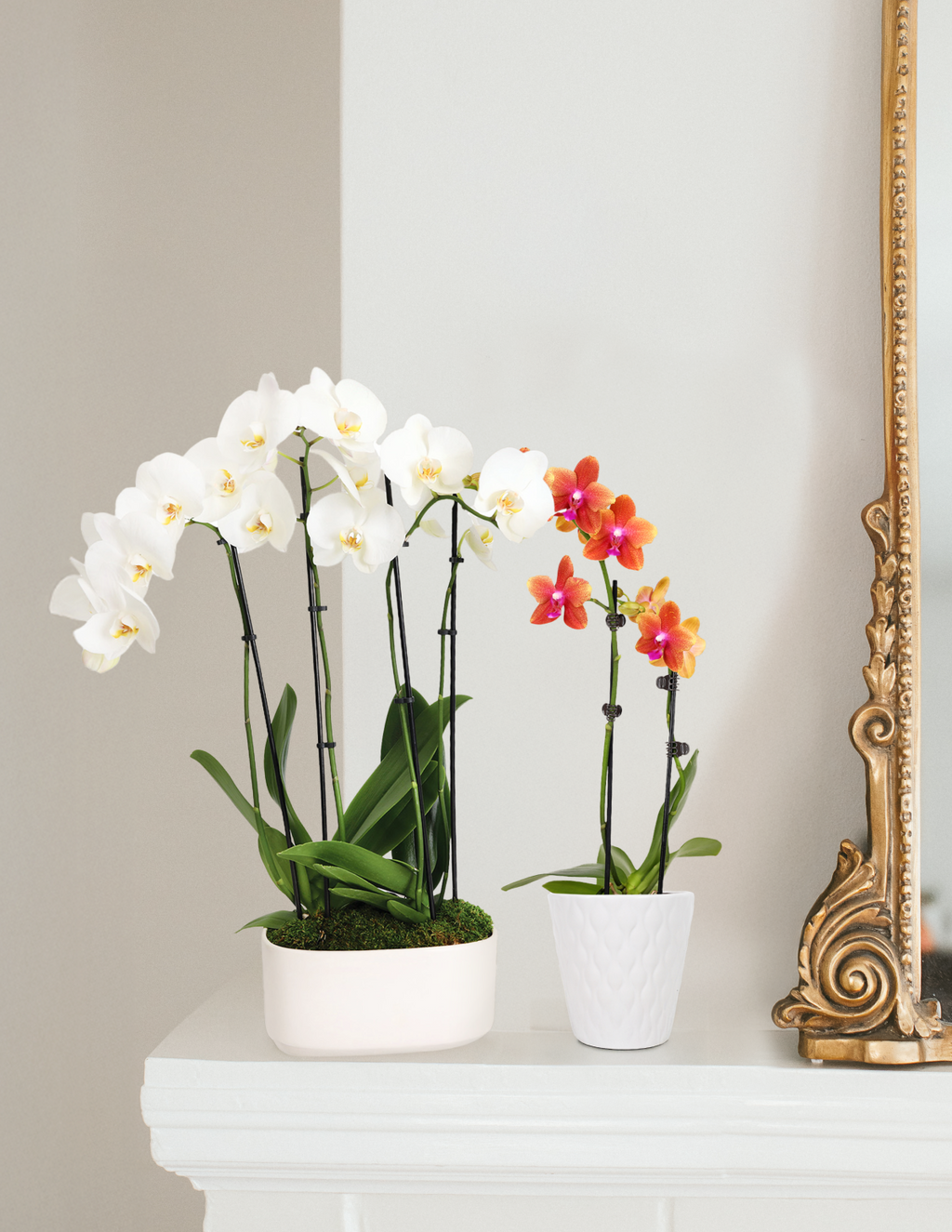 Large Double Orchid