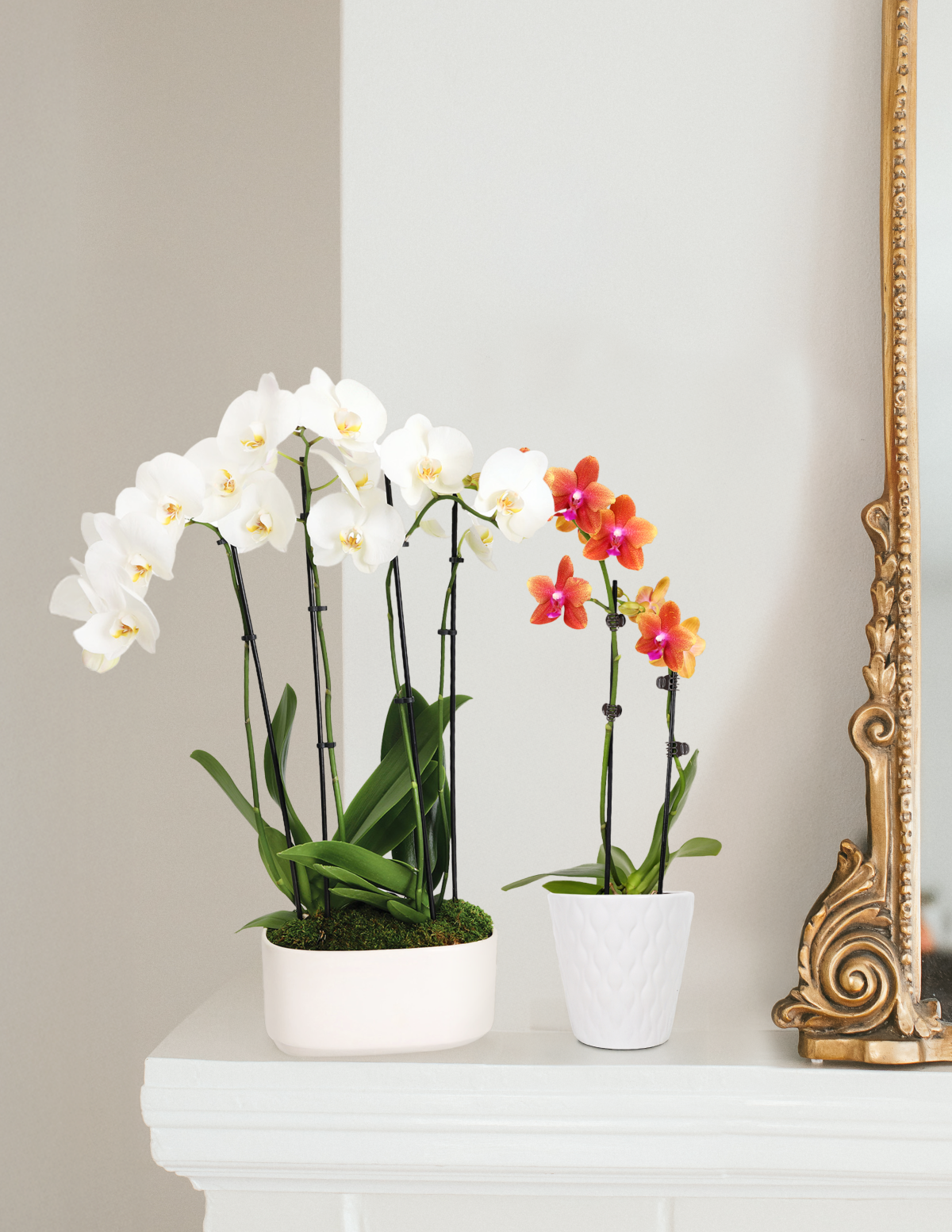 Large Double Orchid