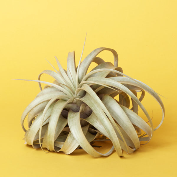 How to care for a Xerographica