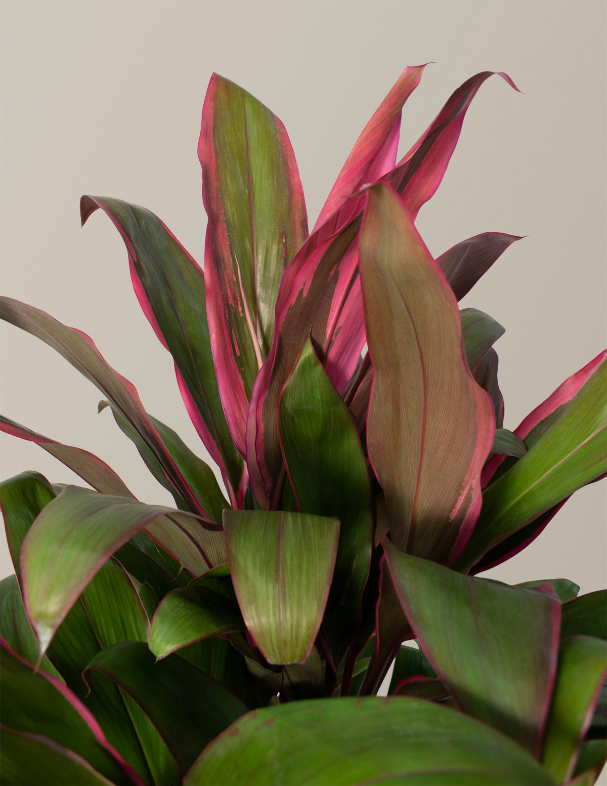 products/The-Sill_Cordyline-Maria_Large_Gallery.jpg