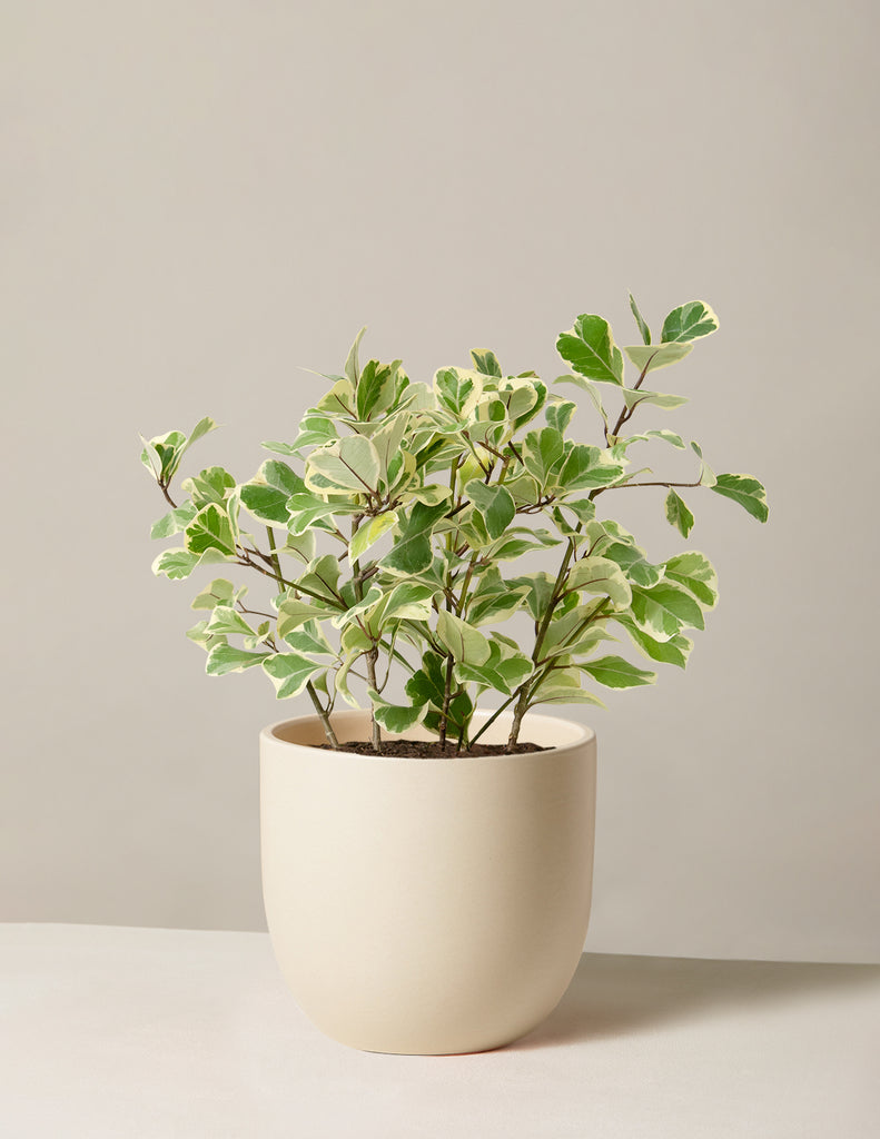 How to care for a Variegated Ficus Triangularis