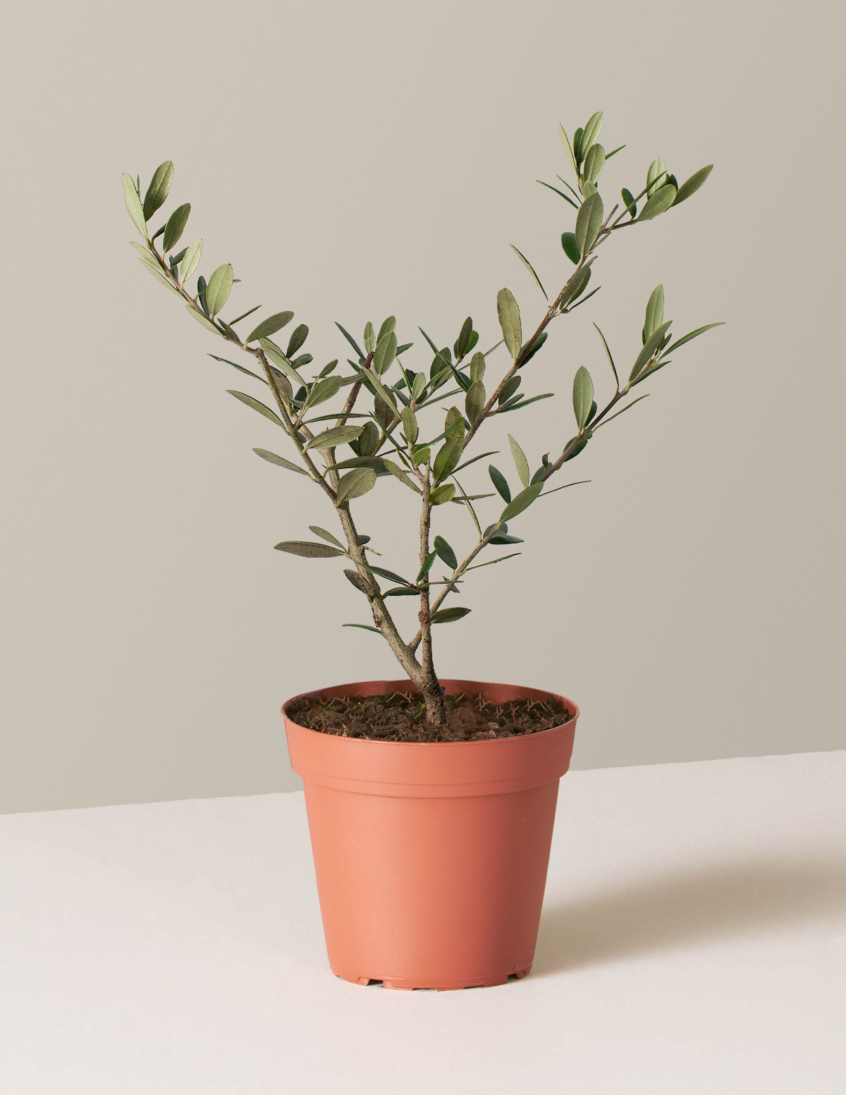 bundle | Small | Grow Pot