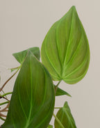 Philodendron Micans