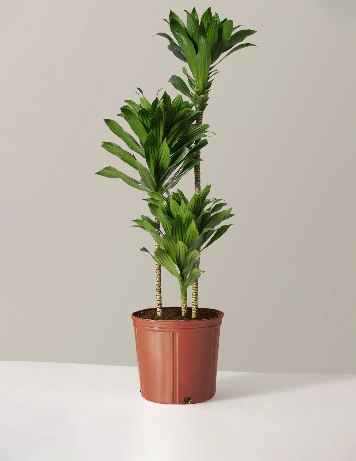 bundle | Large | Grow Pot