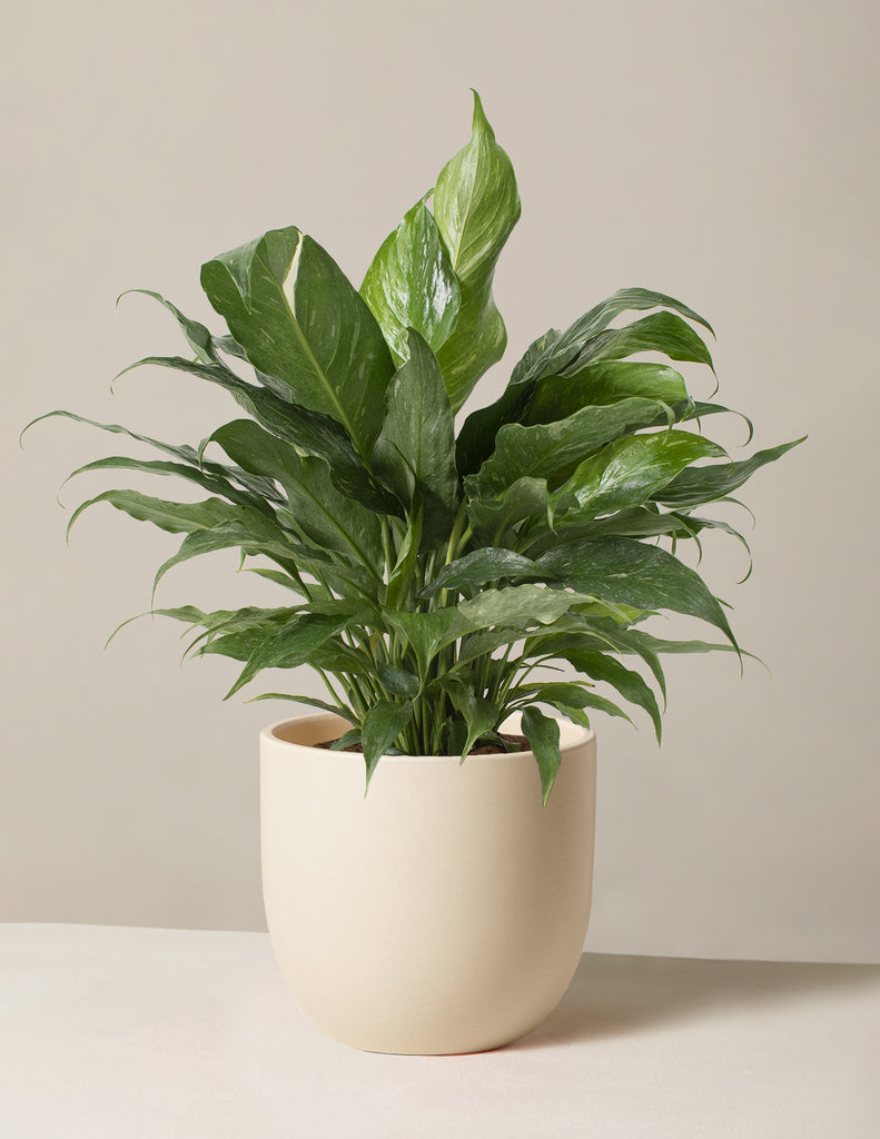 How to care for a Peace Lily Domino