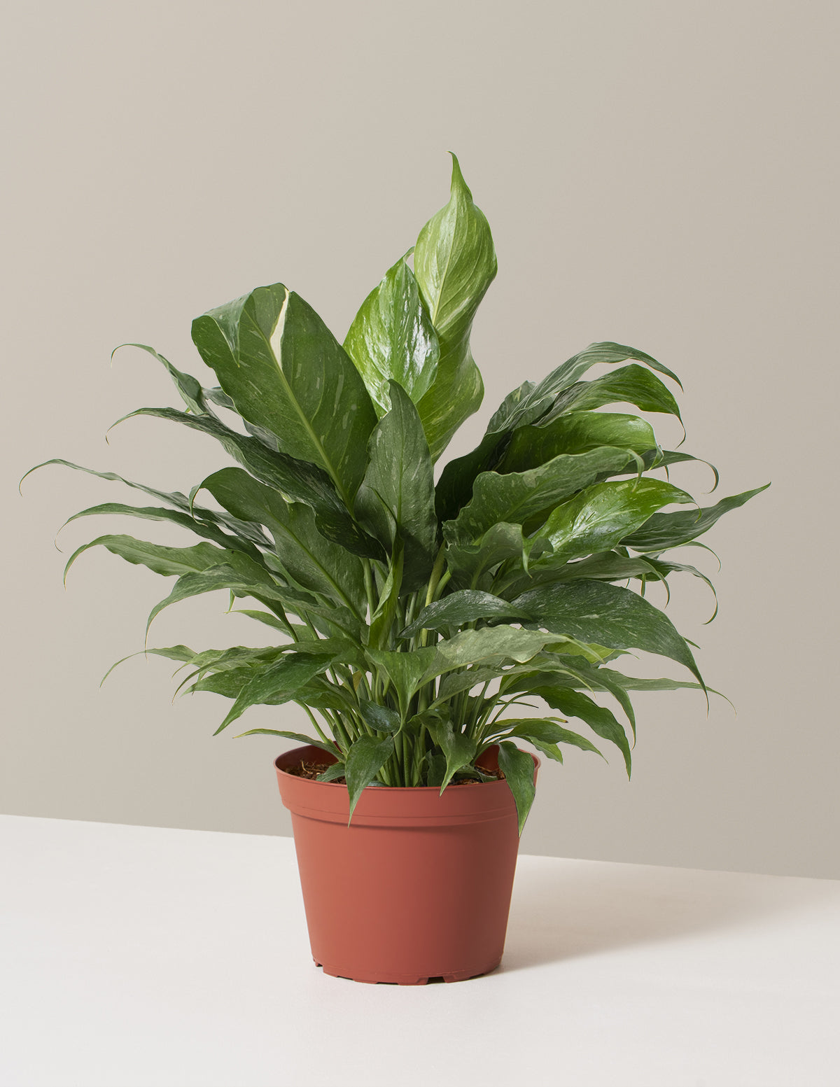 bundle | Medium | Grow Pot