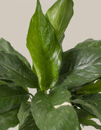 Peace Lily Domino