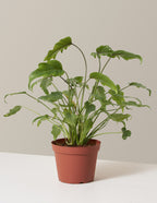 bundle | Medium | Grow Pot