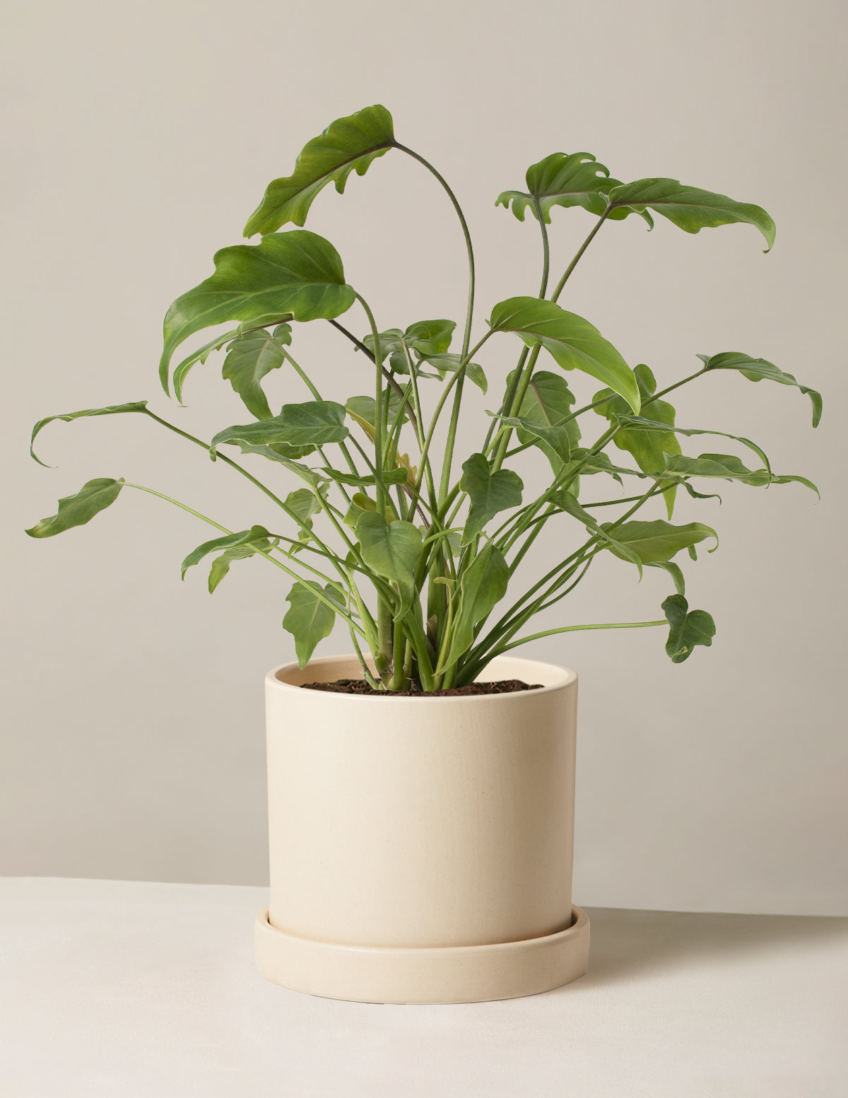 products/the-sill_Philodendron-Xanadu_Medium_Hyde_Cream.jpg