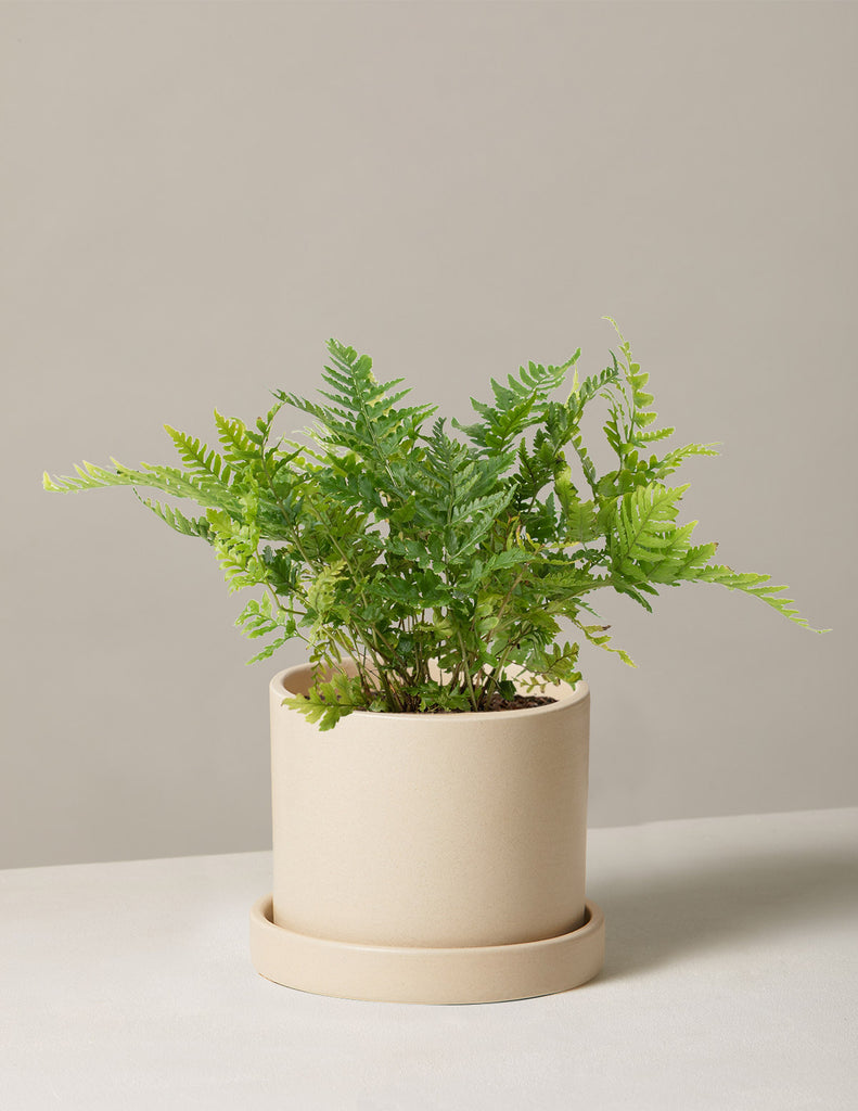 How to care for a Autumn Fern