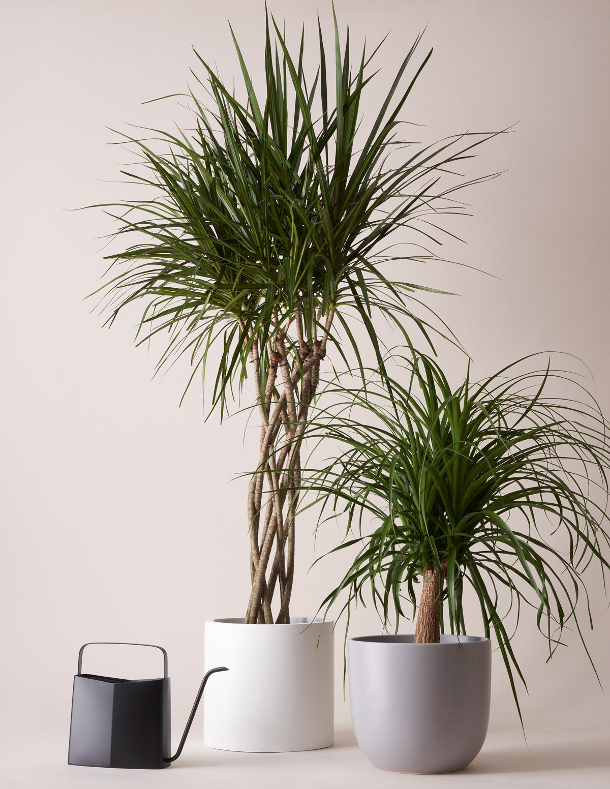 products/the-sill_dracaena-open-weave_gallery_01.jpg