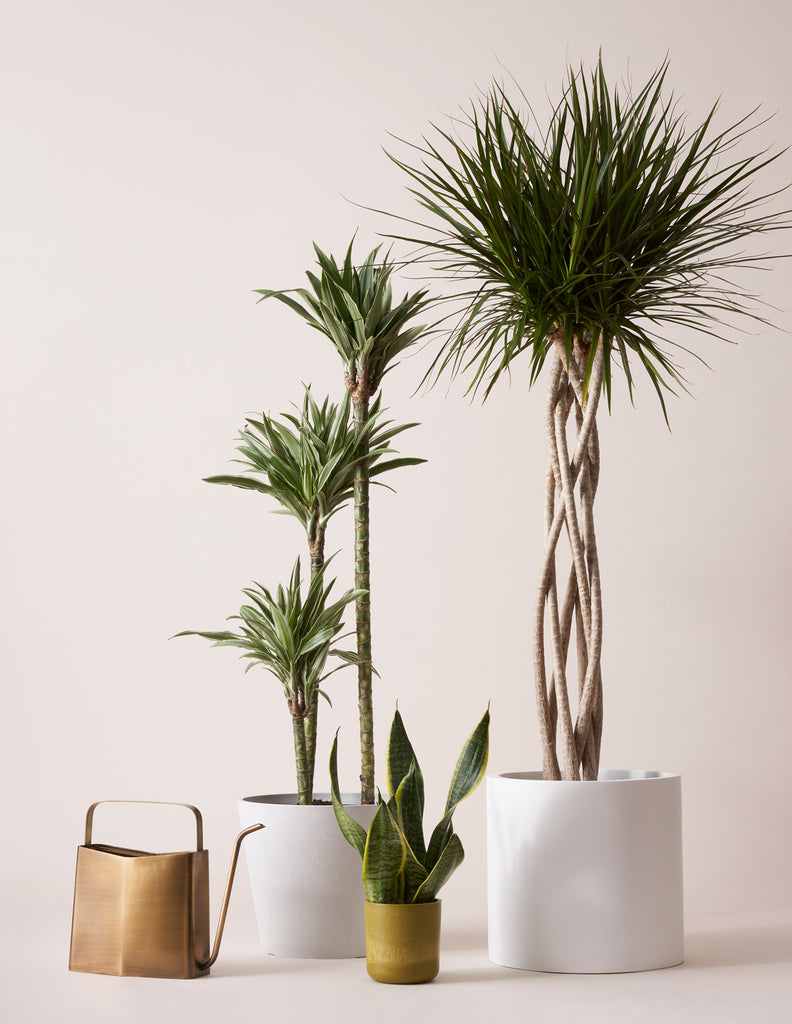 How to care for a Dracaena