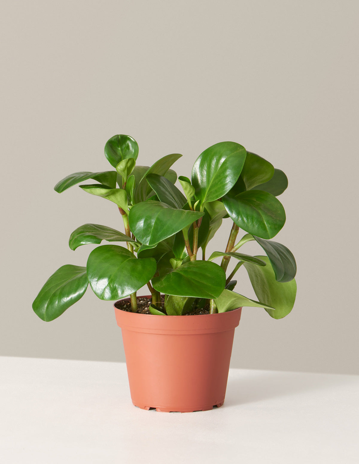 bundle | Medium | Grow Pot