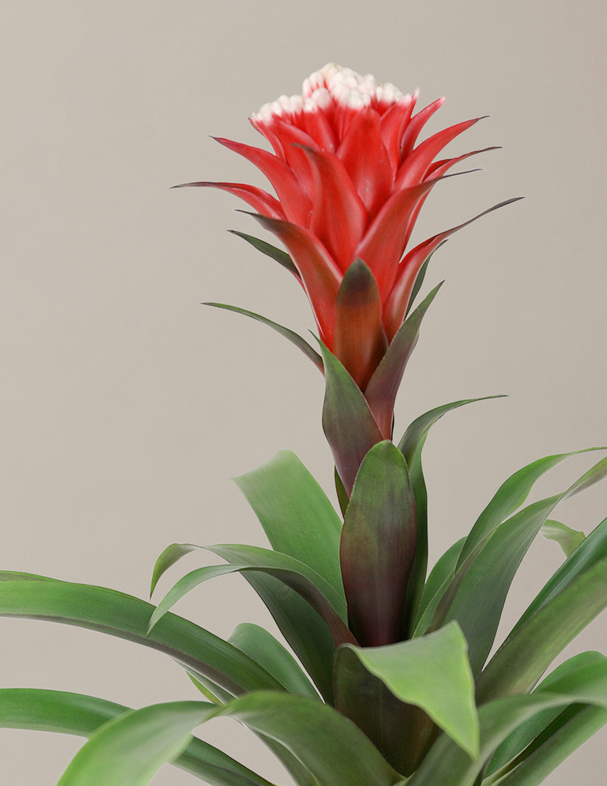 products/the-sill_red-bromeliad-guzmania-hope_gallery_01_0dd6376b-5d9b-4b0c-8652-eaf7b5079da8.jpg