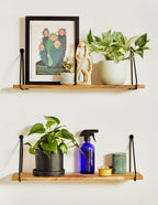 Pothos Marble Queen