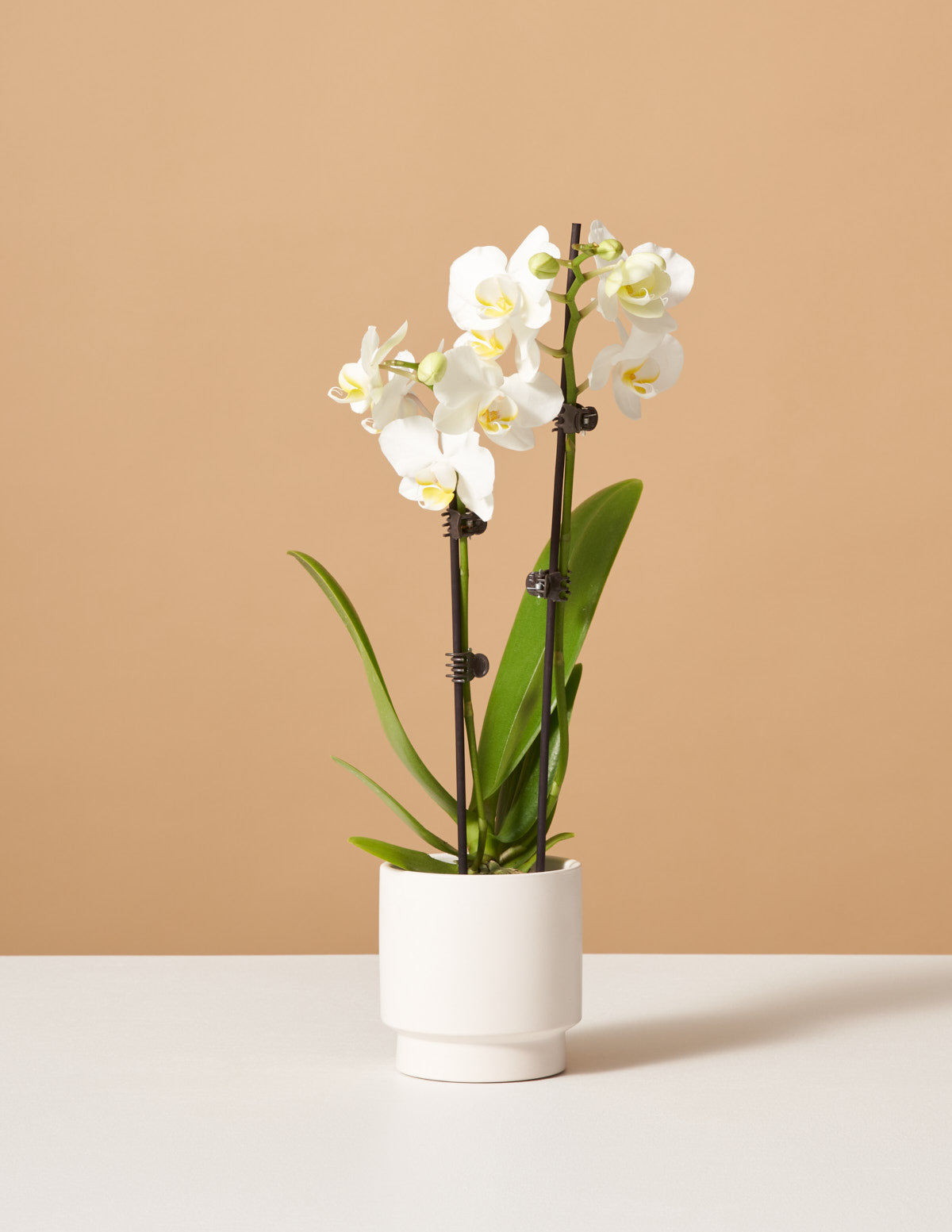 bundle | Small | Piedmont | White
