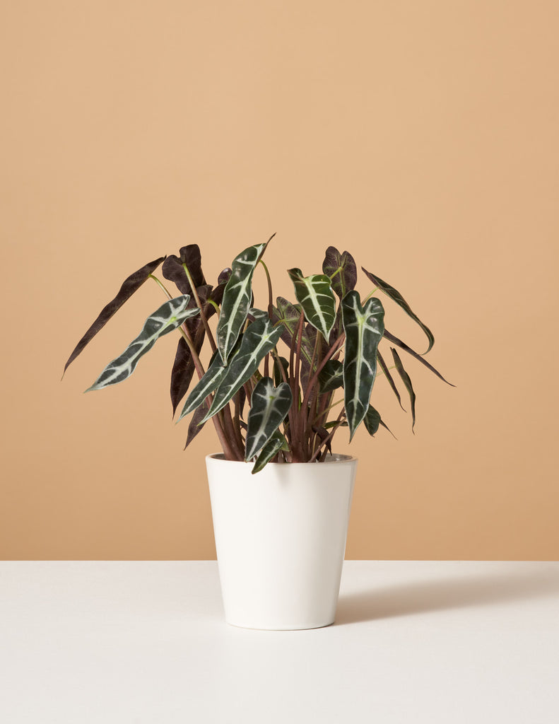 How to care for a Alocasia Bambino